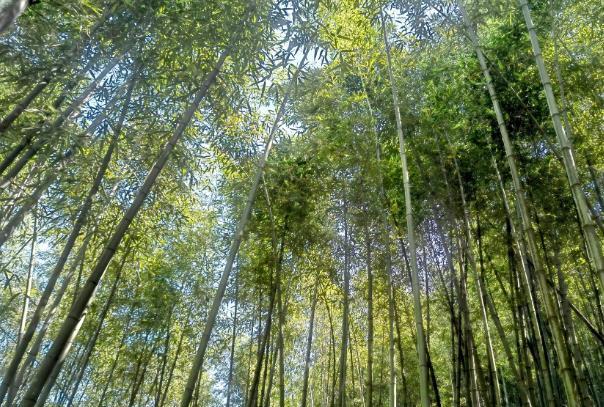 都江堰踏春哪里好玩 都江堰踏春哪里好玩