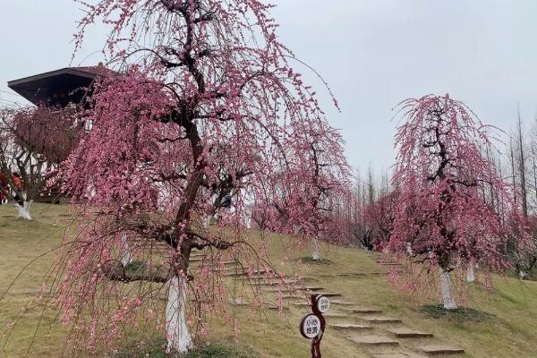 都江堰踏春哪里好玩 都江堰踏春哪里好玩