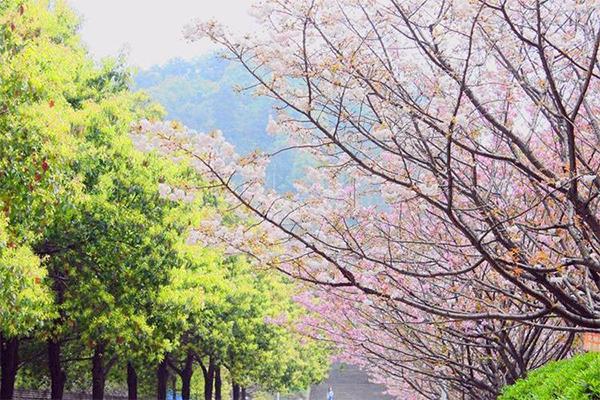 重慶哪里櫻花最好看 重慶哪里櫻花最好看