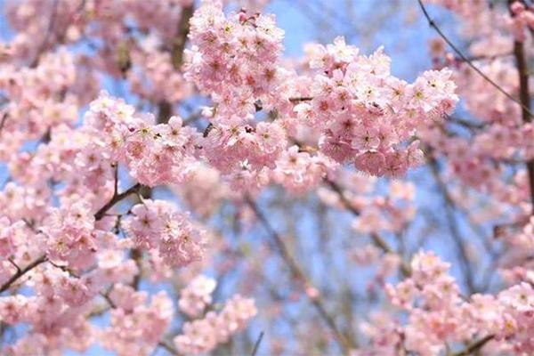重慶哪里櫻花最好看 重慶哪里櫻花最好看