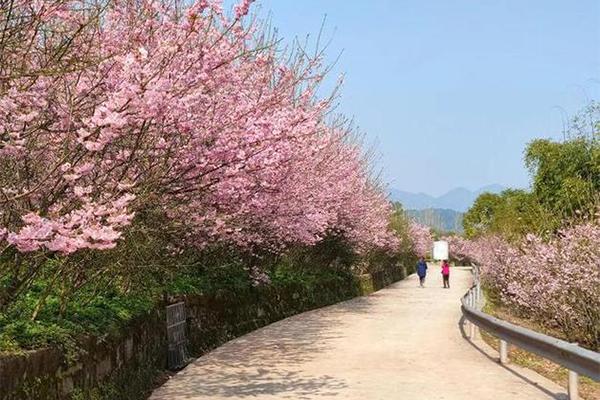 重慶哪里櫻花最好看 重慶哪里櫻花最好看
