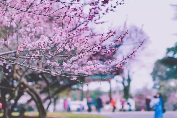 2024武漢大學(xué)櫻花什么時候開花 最佳觀賞時間是什么時候 2024武漢大學(xué)櫻花什么時候開花 最佳觀賞時間是什么時候