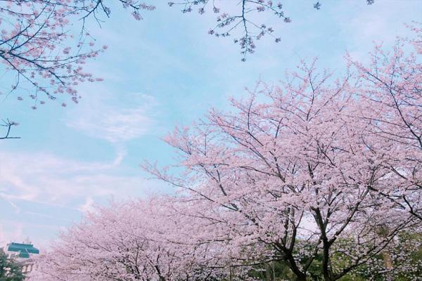 2024武漢大學(xué)櫻花什么時候開花 最佳觀賞時間是什么時候 2024武漢大學(xué)櫻花什么時候開花 最佳觀賞時間是什么時候