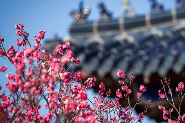 2024南京梅花山梅花什么時候開 附最佳觀賞時間 2024南京梅花山梅花什么時候開 附最佳觀賞時間