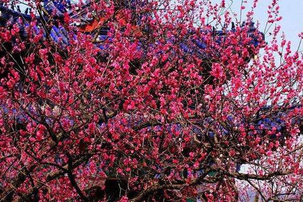 2024南京梅花山梅花什么時候開 附最佳觀賞時間 2024南京梅花山梅花什么時候開 附最佳觀賞時間
