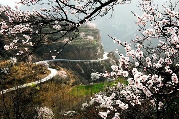 鄭州周邊看杏花的地方有哪些 鄭州周邊看杏花的地方有哪些