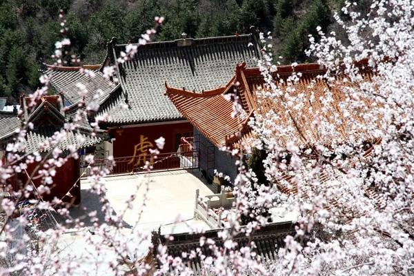 鄭州周邊看杏花的地方有哪些 鄭州周邊看杏花的地方有哪些