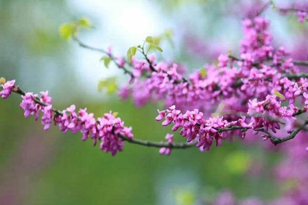 金華春季踏青哪里好玩 金華春季踏青哪里好玩