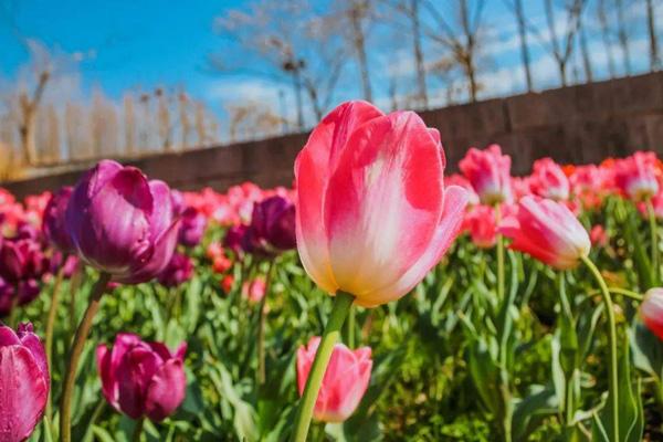 金華春季踏青哪里好玩 金華春季踏青哪里好玩