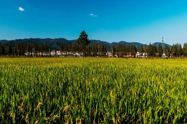 金華春季踏青哪里好玩 金華春季踏青哪里好玩