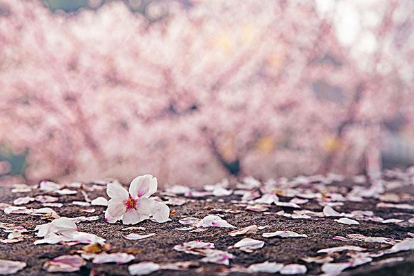 無(wú)錫櫻花在哪里看2024 無(wú)錫賞櫻花的地方叫什么 無(wú)錫櫻花在哪里看2024 無(wú)錫賞櫻花的地方叫什么