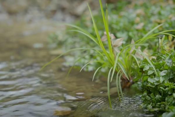 第31屆中國(維西)蘭花博覽會舉辦時間和舉辦地點 第31屆中國(維西)蘭花博覽會舉辦時間和舉辦地點