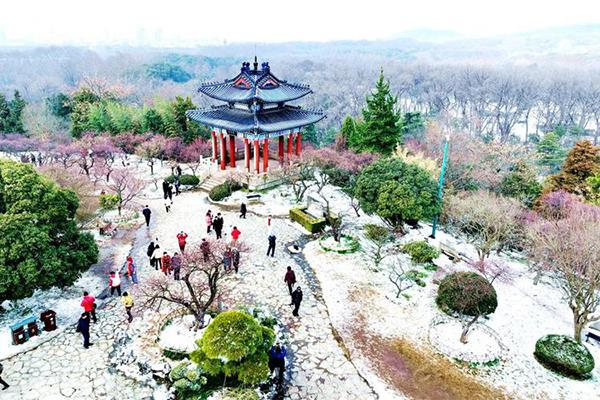 2024南京國(guó)際梅花節(jié)時(shí)間+地點(diǎn)+攻略 2024南京國(guó)際梅花節(jié)時(shí)間+地點(diǎn)+攻略