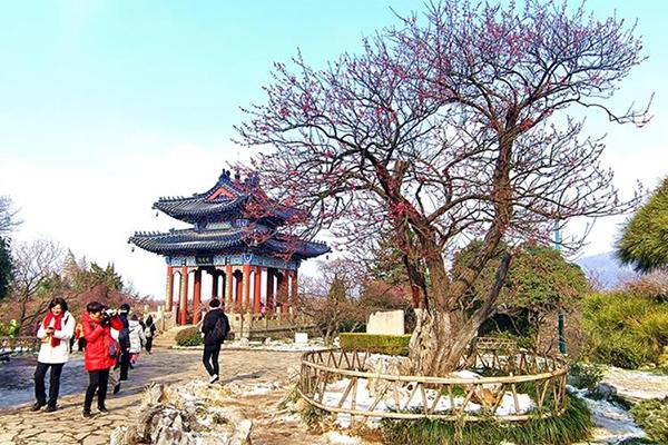 2024南京國(guó)際梅花節(jié)時(shí)間+地點(diǎn)+攻略 2024南京國(guó)際梅花節(jié)時(shí)間+地點(diǎn)+攻略