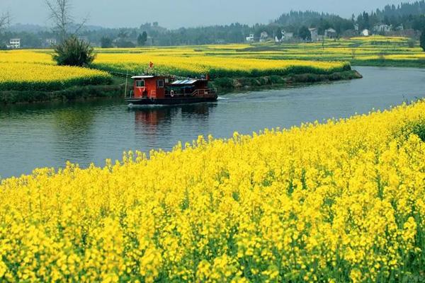 潼南油菜花自駕游攻略 潼南油菜花自駕游攻略