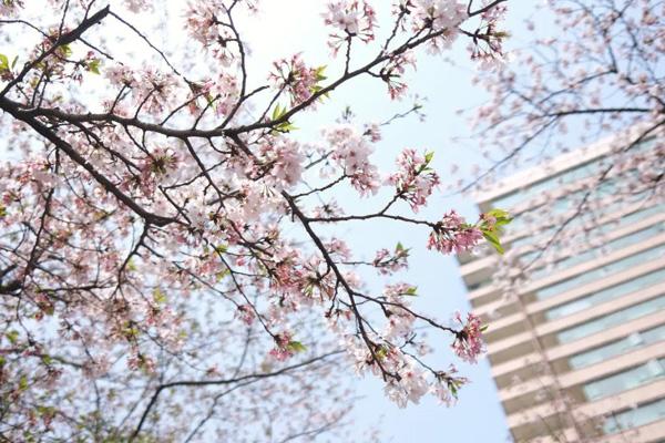 武漢哪里的櫻花好看 武漢哪里的櫻花好看