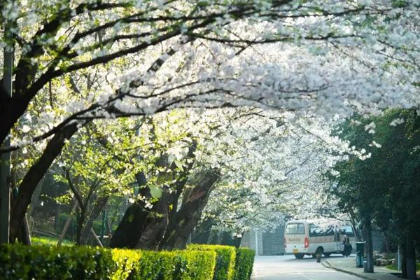 武漢哪里的櫻花好看 武漢哪里的櫻花好看