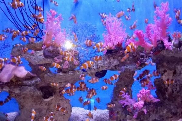 大連哪個(gè)景點(diǎn)生日當(dāng)天免費(fèi) 大連哪個(gè)景點(diǎn)生日當(dāng)天免費(fèi)