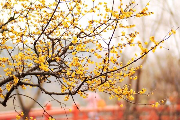 鎮(zhèn)江哪里觀梅花 鎮(zhèn)江哪里觀梅花