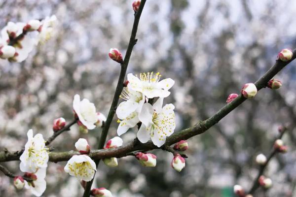 紹興看梅花的地方在哪里 紹興看梅花的地方在哪里