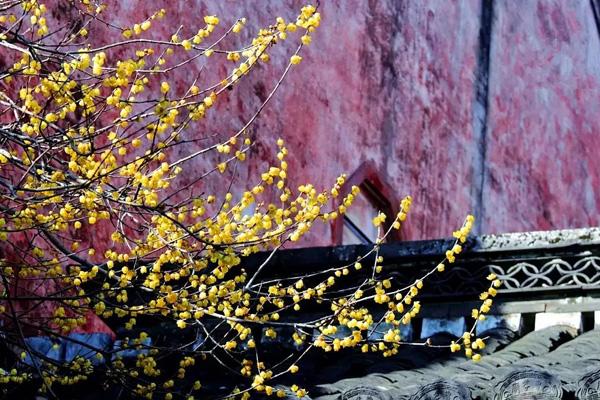 紹興看梅花的地方在哪里 紹興看梅花的地方在哪里