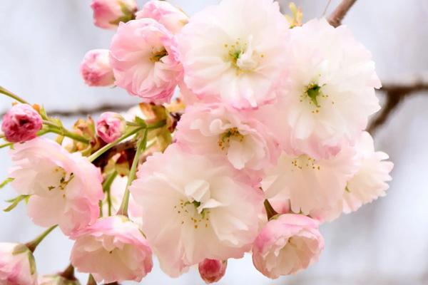 紹興櫻花哪里看的最好 紹興櫻花哪里看的最好