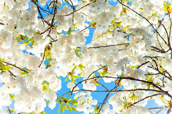 紹興櫻花哪里看的最好 紹興櫻花哪里看的最好