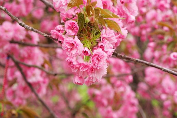 紹興櫻花哪里看的最好 紹興櫻花哪里看的最好
