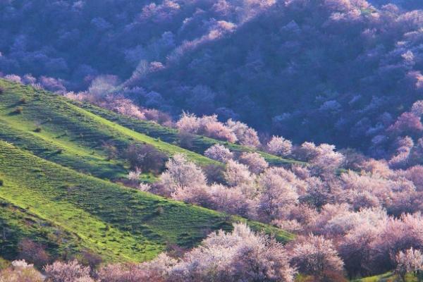 帕米爾高原的杏花什么時候開 帕米爾高原的杏花什么時候開
