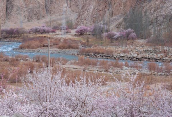 帕米爾高原的杏花什么時候開 帕米爾高原的杏花什么時候開