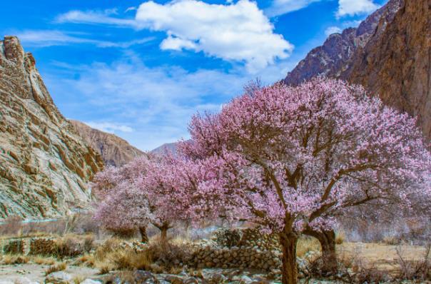 帕米爾高原的杏花什么時候開 帕米爾高原的杏花什么時候開