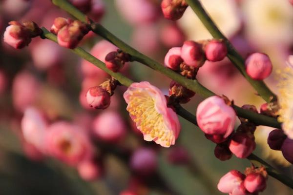 北侖哪里有梅花 北侖哪里有梅花