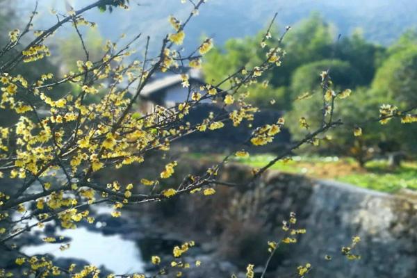 北侖哪里有梅花 北侖哪里有梅花