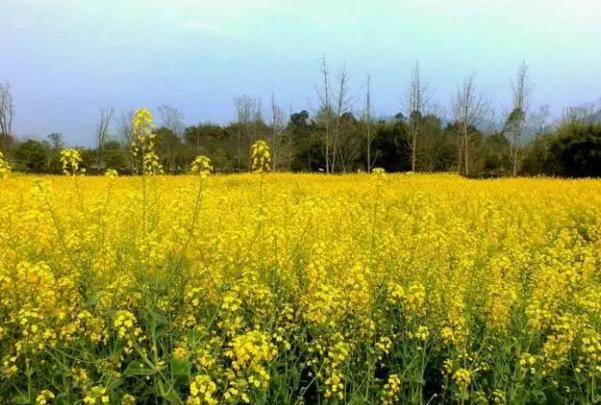 重慶油菜花觀賞勝地有哪些 重慶油菜花觀賞勝地有哪些