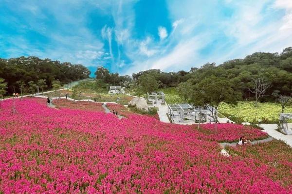 廈門春天開的什么花 廈門春天開的什么花