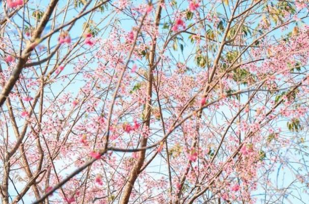 廈門春天開的什么花 廈門春天開的什么花