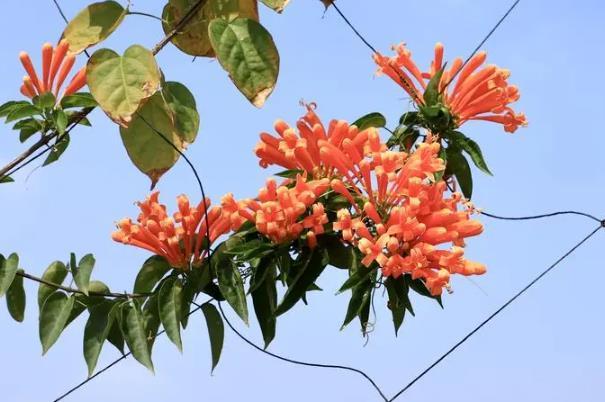 廈門春天開的什么花 廈門春天開的什么花