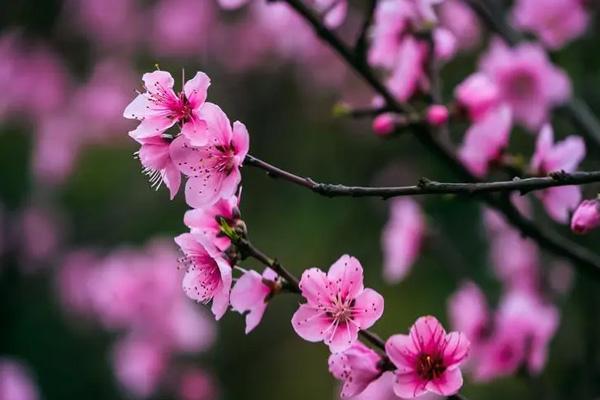 廣州春天去哪里看花 廣州春天去哪里看花
