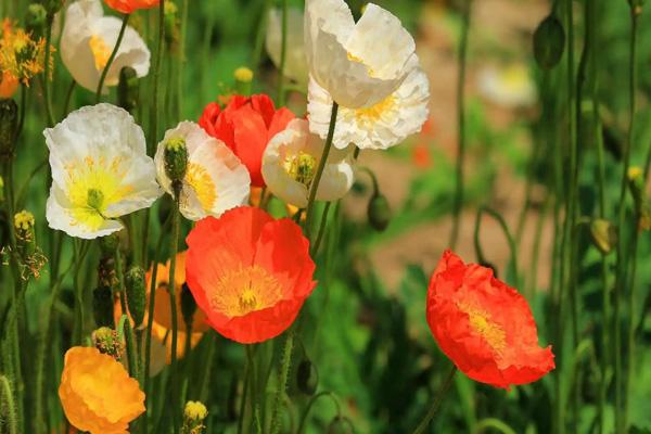 廣州春天去哪里看花 廣州春天去哪里看花