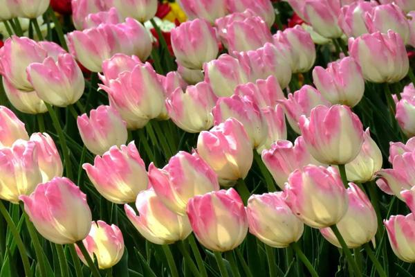 廣州春天去哪里看花 廣州春天去哪里看花