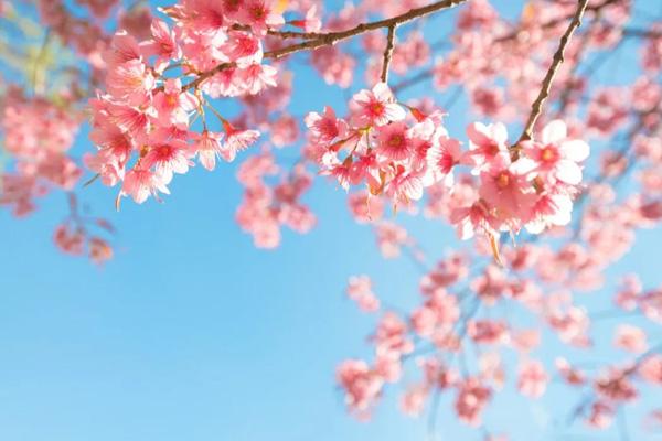 長沙看櫻花去哪里好 長沙看櫻花去哪里好