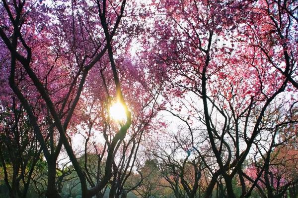 長沙看櫻花去哪里好 長沙看櫻花去哪里好