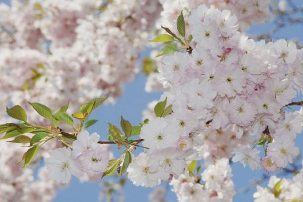 長沙看櫻花去哪里好 長沙看櫻花去哪里好