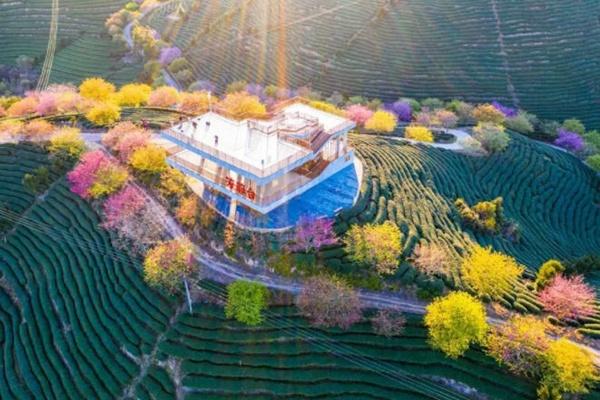 永福櫻花園2024開花期