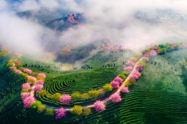 永福櫻花園2024開花期