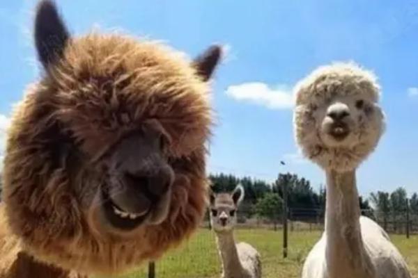 2024曲阜新鹿動(dòng)物園演出時(shí)間 2024曲阜新鹿動(dòng)物園演出時(shí)間