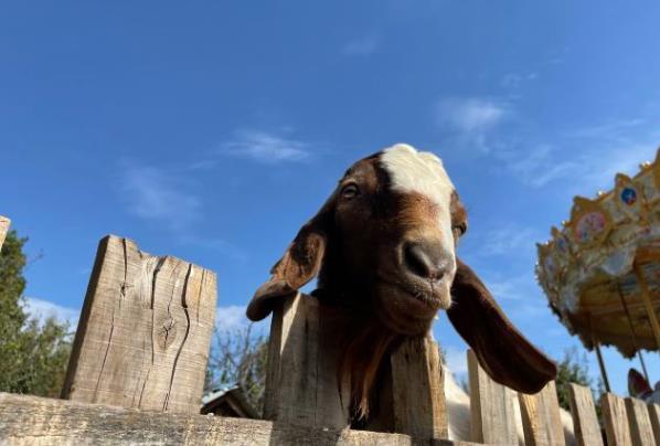 2024曲阜新鹿動(dòng)物園演出時(shí)間 2024曲阜新鹿動(dòng)物園演出時(shí)間