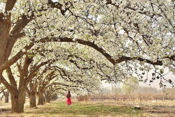 太原賞花的地方有哪些 太原賞花的地方有哪些