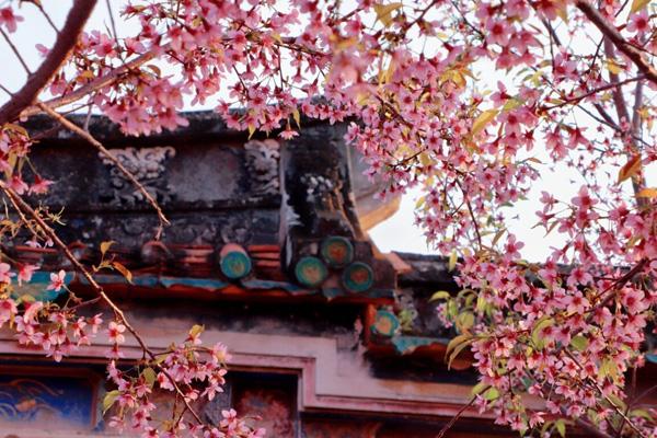 泉州賞花的網(wǎng)紅地點(diǎn)有哪些 泉州賞花的網(wǎng)紅地點(diǎn)有哪些