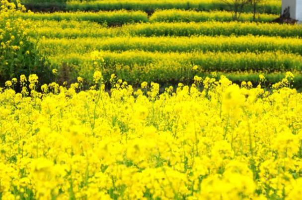 樂山春季賞花景點有哪些